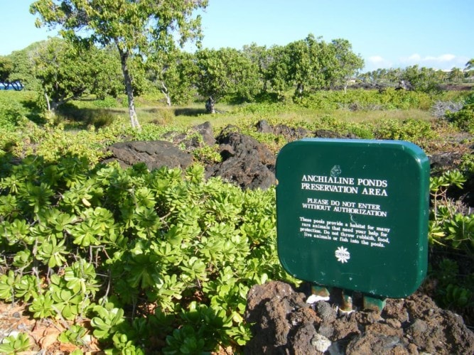 Anchialine Ponds Hawaii