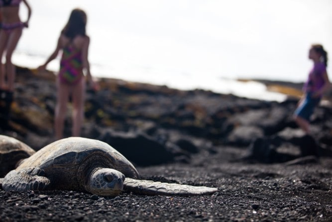 Honu (green sea turtles) resting on Punaluʻu beach