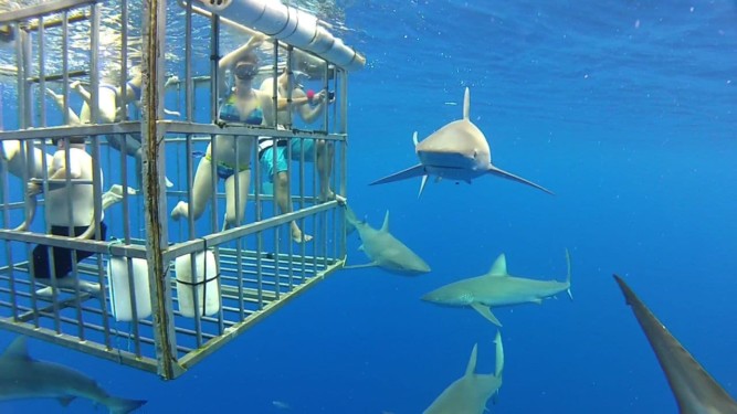 Cage diving with sharks